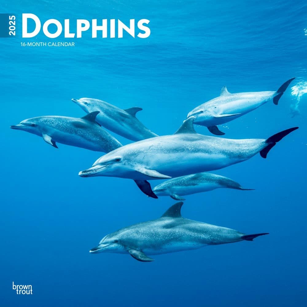 image Dolphins 2025 Wall Calendar  Main Image
