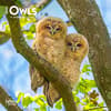 image Owls 2025 Mini Wall Calendar  Main Image
