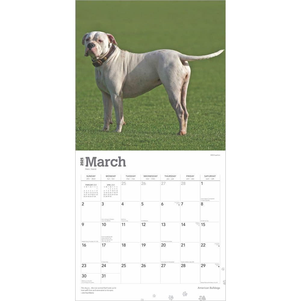 American Bulldogs 2025 Wall Calendar Second Alternate Image width=&quot;1000&quot; height=&quot;1000&quot;