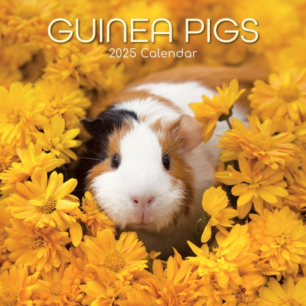 Guinea Pigs 2025 Wall Calendar Main Product Image width=&quot;1000&quot; height=&quot;1000&quot;