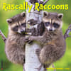 image Rascally Raccoons 2025 Wall Calendar Main Image
