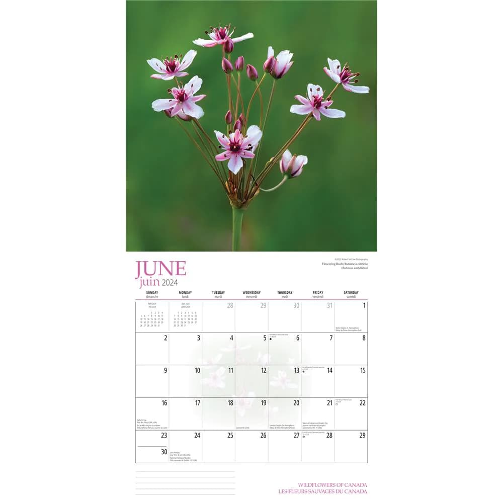 Wildflowers 2024 Wall Calendar June