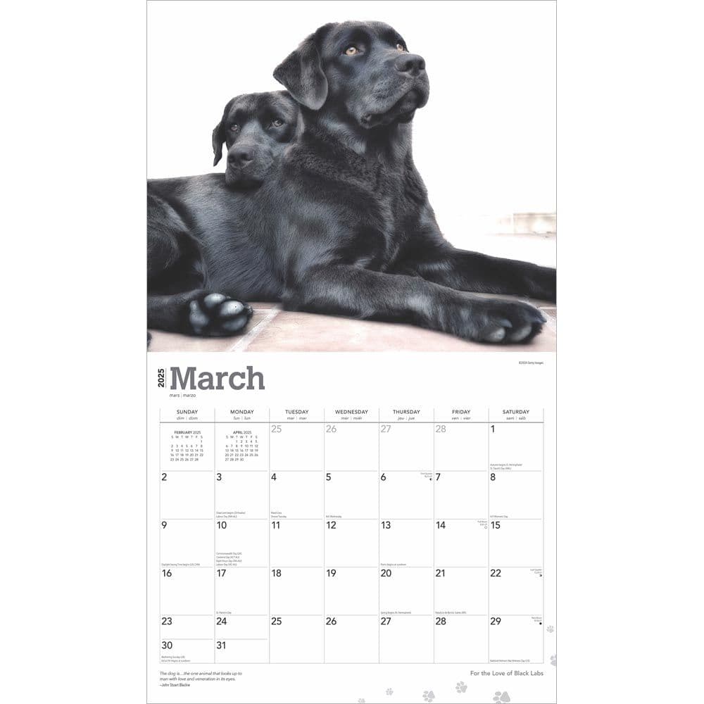 For the Love of Labrador Retrievers 2025 Wall Calendar Second Alternate Image width=&quot;1000&quot; height=&quot;1000&quot;