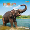 image Elephant Families 2024 Wall Calendar Main Product Image width=&quot;1000&quot; height=&quot;1000&quot;