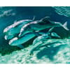 image Dolphins WWF 2025 Wall Calendar