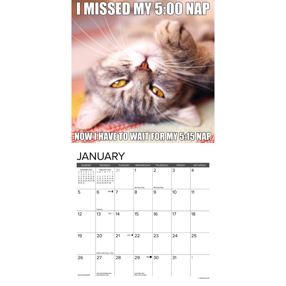 Cat Astrophe 2025 Mini Wall Calendar Second Alternate Image width=&quot;1000&quot; height=&quot;1000&quot;