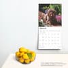 image Labradoodles 2025 Wall Calendar Fourth  Alternate Image width=&quot;1000&quot; height=&quot;1000&quot;