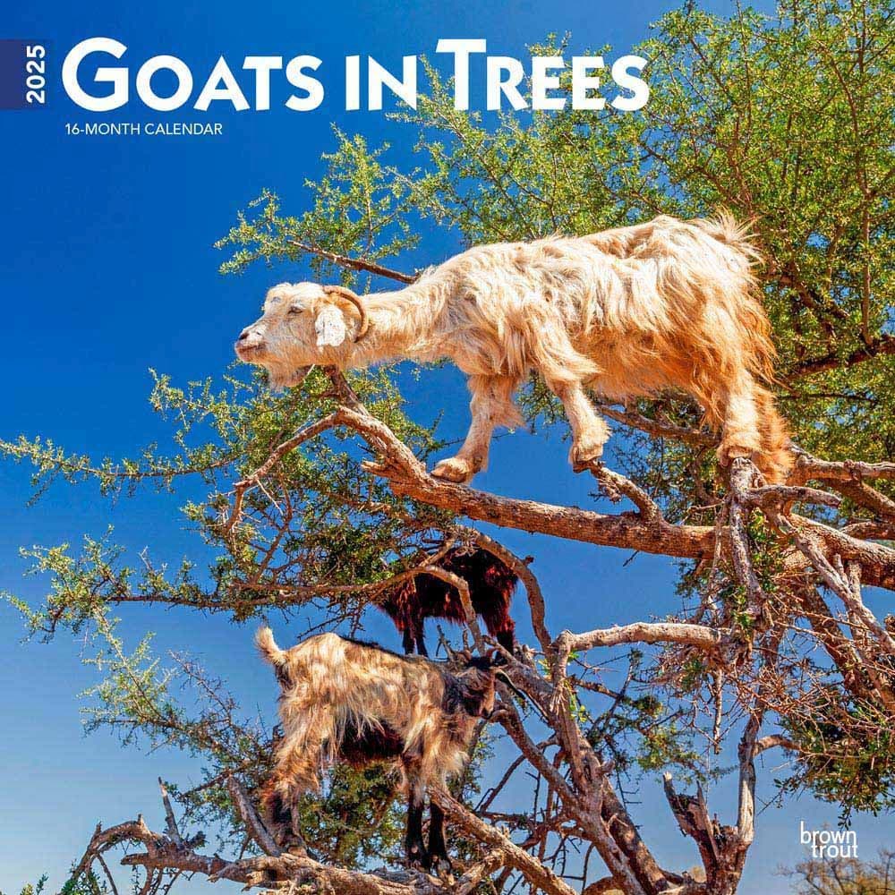 image Goats in Trees 2025 Wall Calendar Main Image