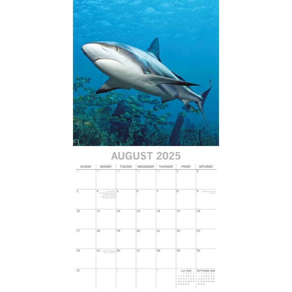 Sharks 2025 Wall Calendar Third Alternate Image width=&quot;1000&quot; height=&quot;1000&quot;