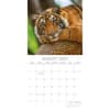 image Tigers 2025 Wall Calendar Third Alternate Image width=&quot;1000&quot; height=&quot;1000&quot;