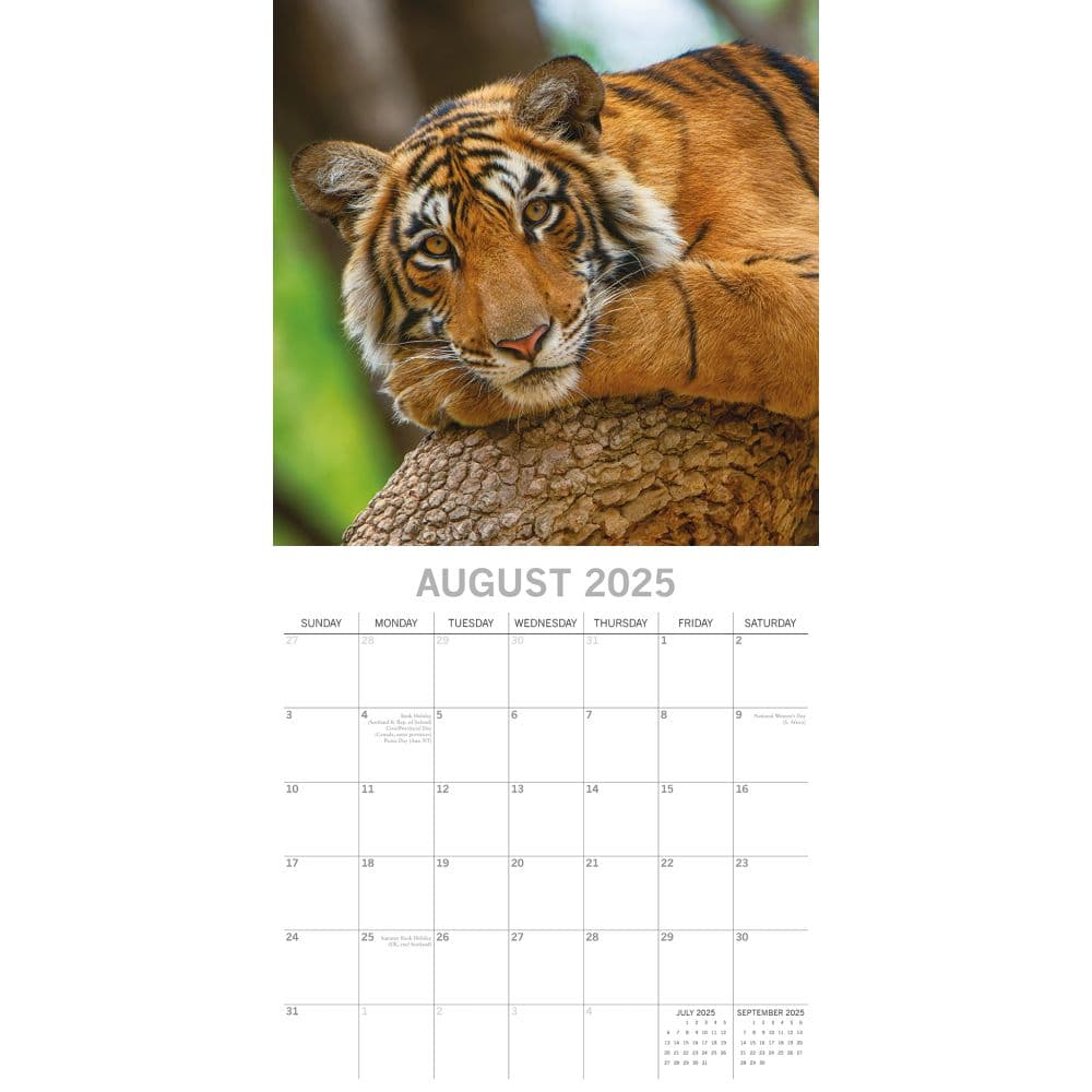 Tigers 2025 Wall Calendar Third Alternate Image width=&quot;1000&quot; height=&quot;1000&quot;