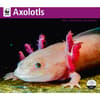 image Axolotls WWF 2025 Wall Calendar Main Image
