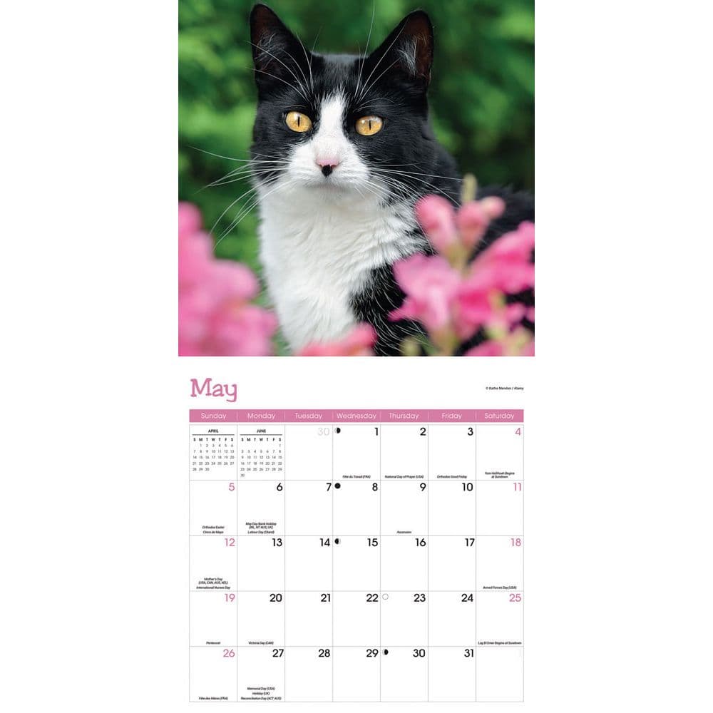 Cats 2024 Wall Calendar Alternate Image 2
