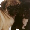 image Die Cut Two Dogs (Pug &amp; Frenchie) Anniversary Card Fifth Alternate Image width=&quot;1000&quot; height=&quot;1000&quot;