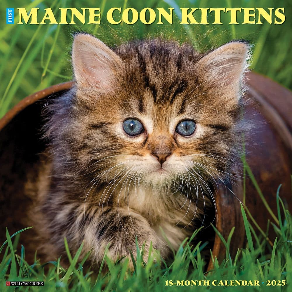 Maine Coon Kittens 2025 Wall Calendar Main Image