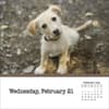 image Dogs And Puppies 2024 Desk Calendar Third Alternate Image width=&quot;1000&quot; height=&quot;1000&quot;