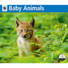 image Baby Animals WWF 2025 Wall Calendar Main Image