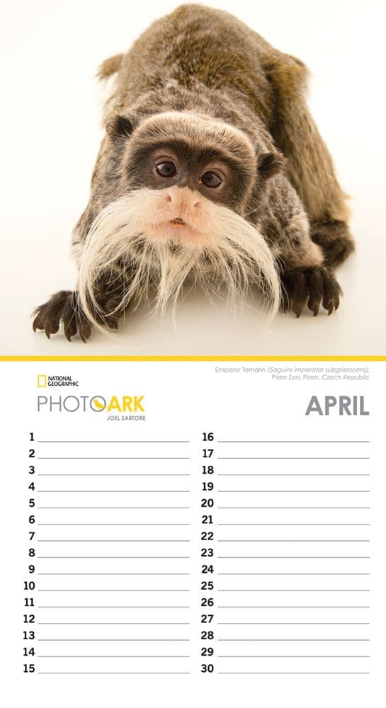 Photo Ark National Geographic Non-Dated Calendar Alternate Image 2