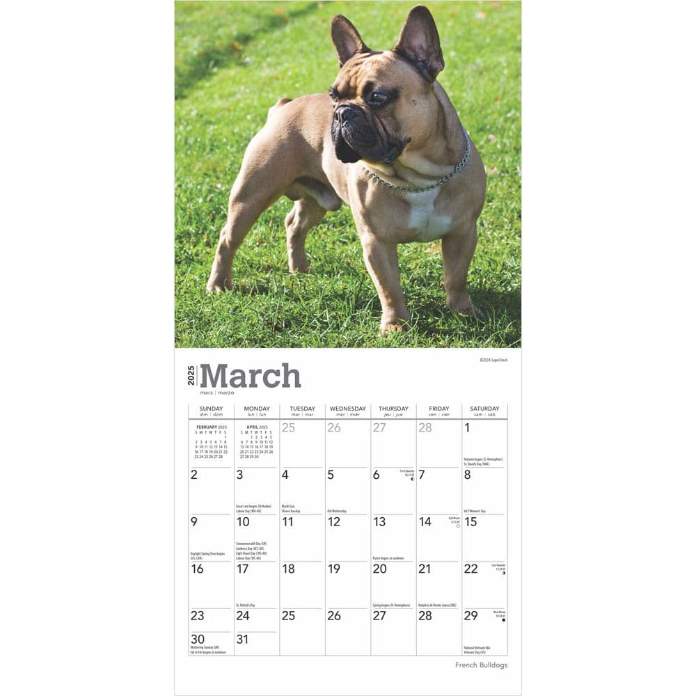 French Bulldogs 2025 Mini Wall Calendar Second Alternate Image width=&quot;1000&quot; height=&quot;1000&quot;