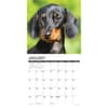 image Just Dachshunds 2025 Mini Wall Calendar Second Alternate Image width=&quot;1000&quot; height=&quot;1000&quot;