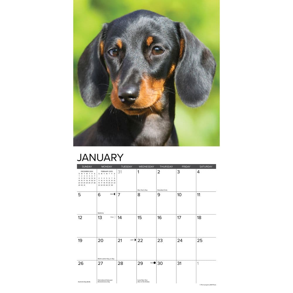 Just Dachshunds 2025 Mini Wall Calendar Second Alternate Image width=&quot;1000&quot; height=&quot;1000&quot;