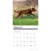 image Just Chesapeake Bay Retrievers 2025 Wall Calendar Second Alternate Image width=&quot;1000&quot; height=&quot;1000&quot;