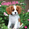 image Cavalier King Charles Puppies 2025 Wall Calendar Main Product Image width=&quot;1000&quot; height=&quot;1000&quot;