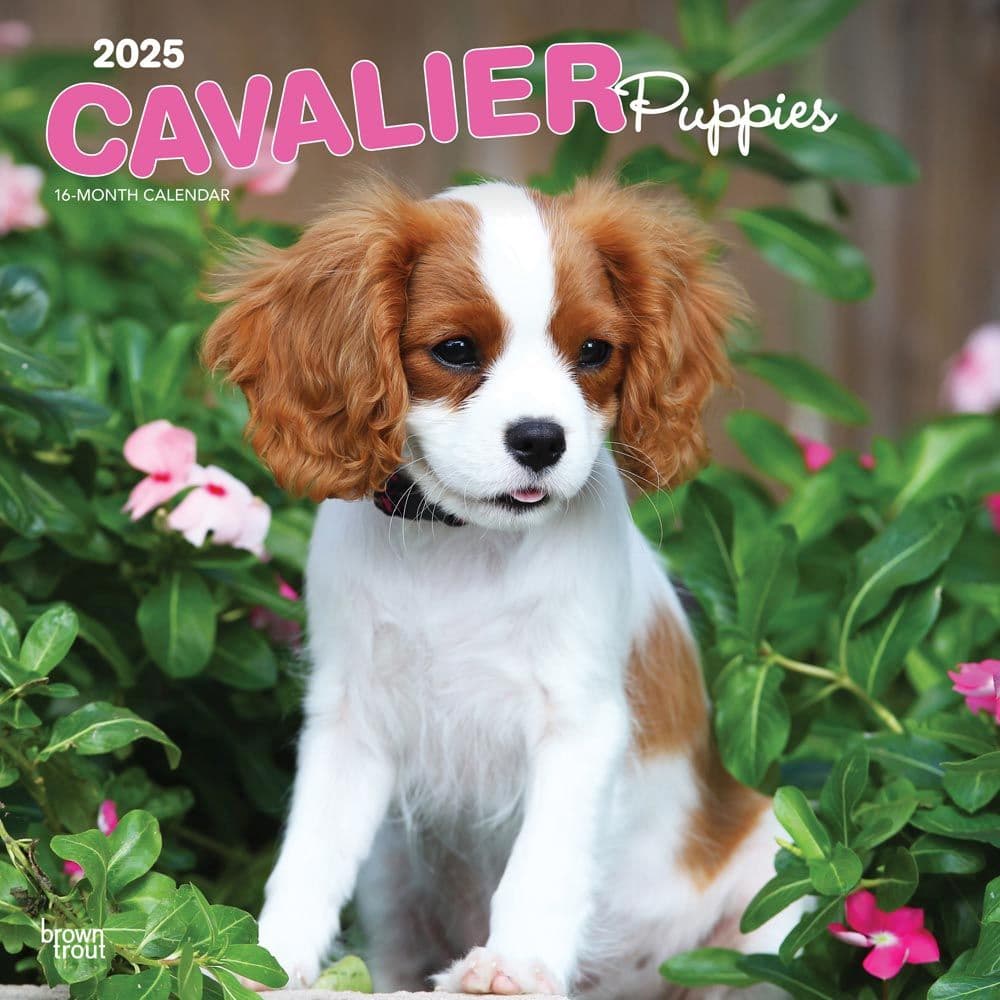Cavalier King Charles Puppies 2025 Wall Calendar Main Product Image width=&quot;1000&quot; height=&quot;1000&quot;