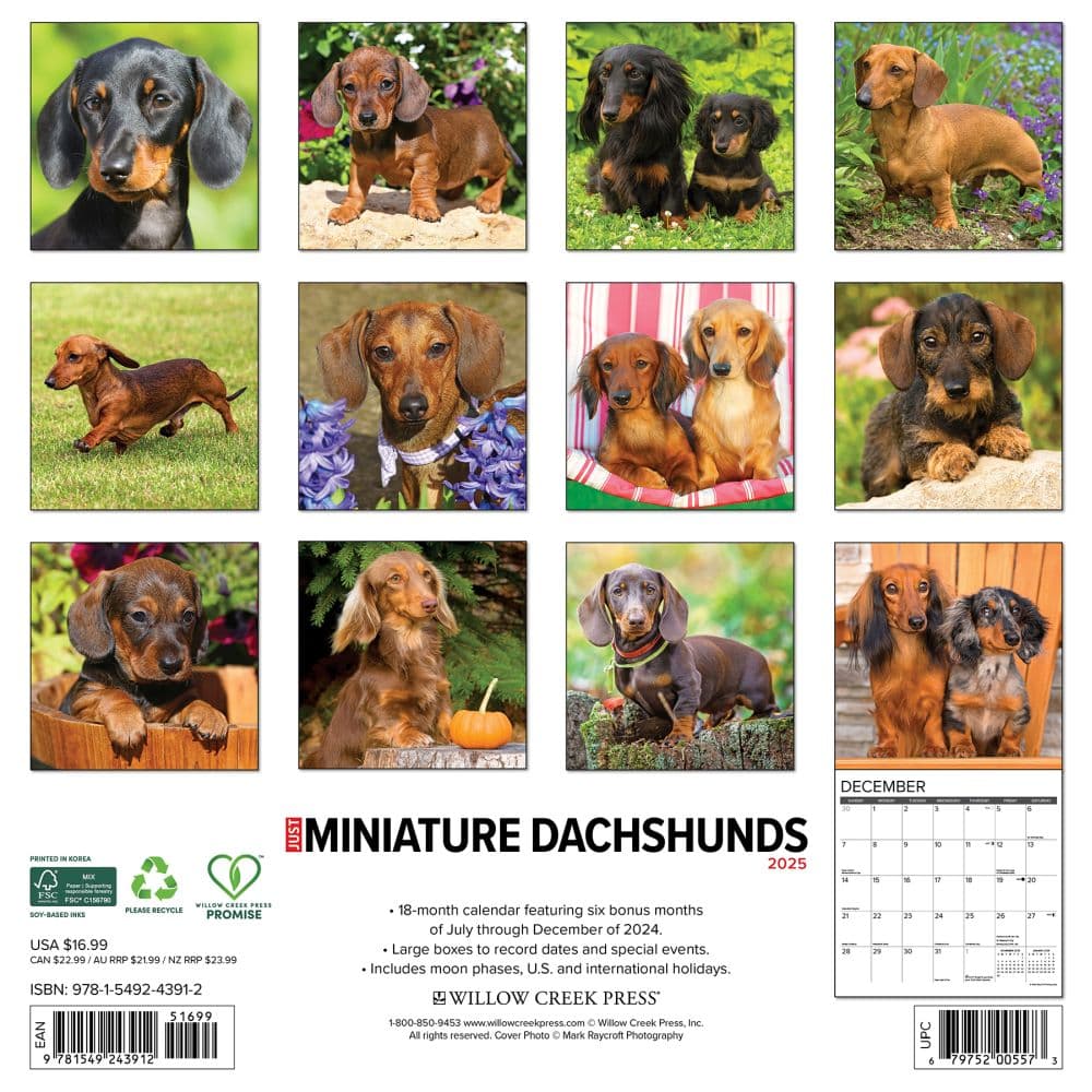 Just Dachshunds 2025 Mini Wall Calendar First Alternate Image width=&quot;1000&quot; height=&quot;1000&quot;