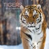 image Tigers 2025 Wall Calendar Main Product Image width=&quot;1000&quot; height=&quot;1000&quot;