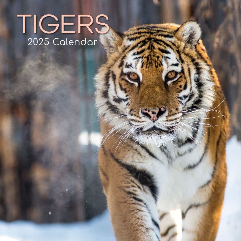 Tigers 2025 Wall Calendar Main Product Image width=&quot;1000&quot; height=&quot;1000&quot;