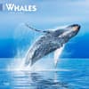 image Whales 2025 Wall Calendar  Main Image