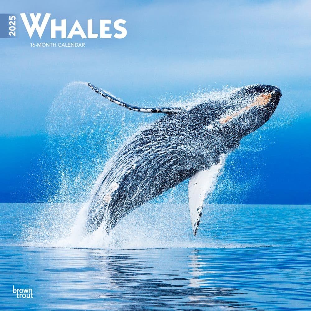 image Whales 2025 Wall Calendar  Main Image