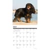image Just Cavalier King Charles 2025 Wall Calendar Second Alternate Image width=&quot;1000&quot; height=&quot;1000&quot;