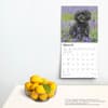 image Cavapoos 2025 Wall Calendar Fourth  Alternate Image width=&quot;1000&quot; height=&quot;1000&quot;