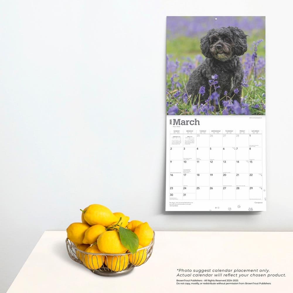 Cavapoos 2025 Wall Calendar Fourth  Alternate Image width=&quot;1000&quot; height=&quot;1000&quot;