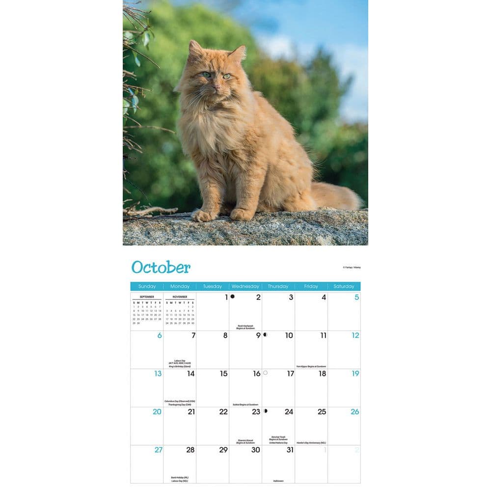 Cats 2024 Wall Calendar Alternate Image 3