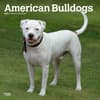 image American Bulldogs 2025 Wall Calendar Main Product Image width=&quot;1000&quot; height=&quot;1000&quot;