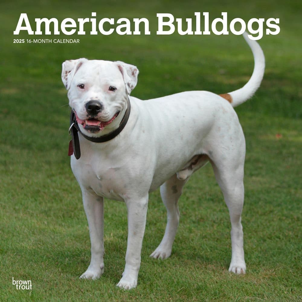 American Bulldogs 2025 Wall Calendar Main Product Image width=&quot;1000&quot; height=&quot;1000&quot;