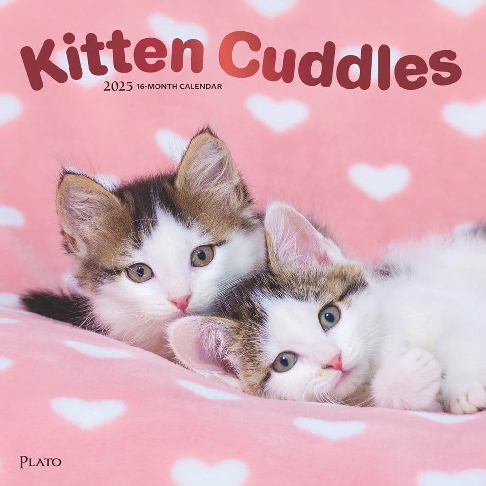 Kitten Cuddles Plato 2025 Wall Calendar  Main Image
