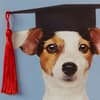 image Pup in Grad Hat Graduation Card Fourth Alternate Image width=&quot;1000&quot; height=&quot;1000&quot;