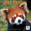 image Red Pandas 2025 Wall Calendar Main Image