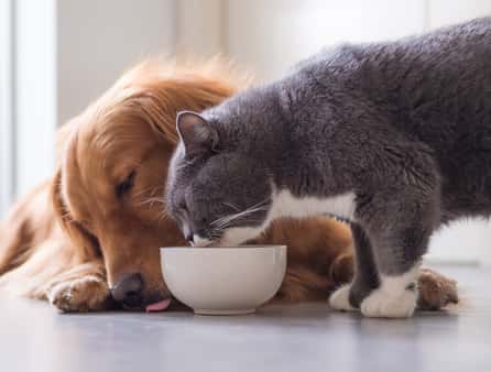 Cat & dog eating kibble from bowl