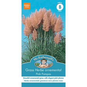 Thumbnail of the GRASS PINK PAMPAS