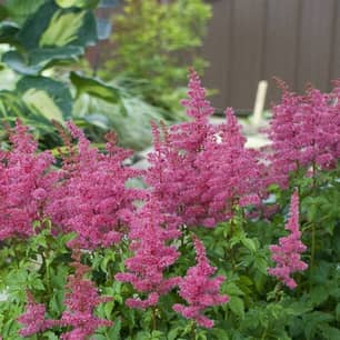 Thumbnail of the YOUNIQUE? 'CERISE ASTILBE