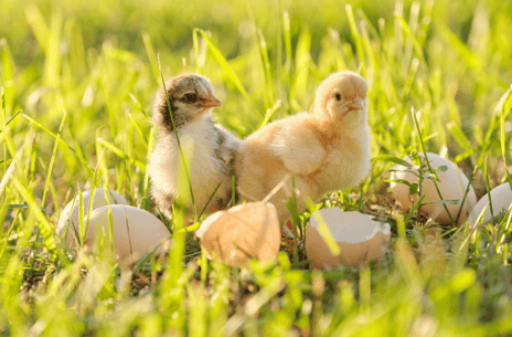 Read Article on Know How to Care for Chicks 