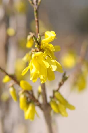 Thumbnail of the Northern Gold Forsythia