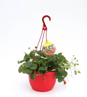 Thumbnail of the Strawberry Hanging Basket 11"