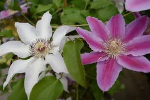 Thumbnail of the Clematis Triple Mix C