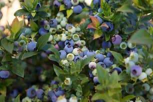 Thumbnail of the Bushel And Berry™ Jelly Bean® Blueberry